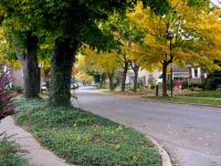 Interesting Insights into an amazing historical neighbourhood - The Yates Street Heritage District